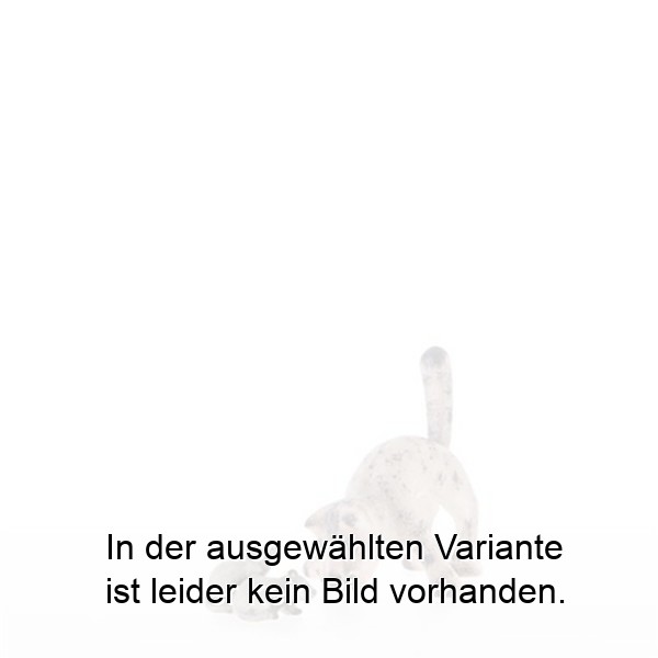 Katze mit breiten Vorderbeinen Katze mit breiten Vorderbeinen