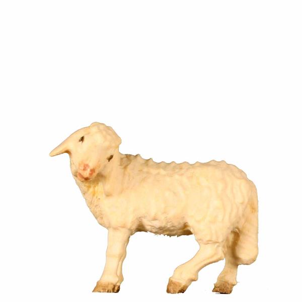 Schaf stehend Kopf links Schaf stehend Kopf links