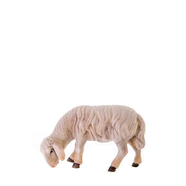 Abweidendes Schaf Abweidendes Schaf