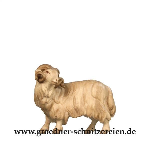 Widder