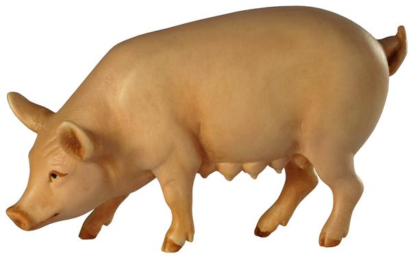 Sau - Schwein Sau - Schwein