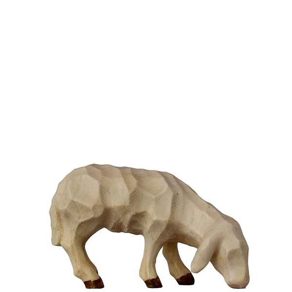 Schaf grasend Schaf grasend