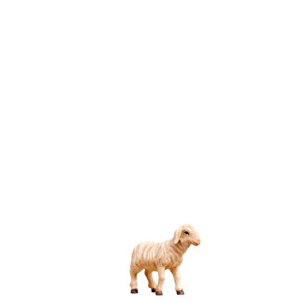 Lamm stehend Lamm stehend