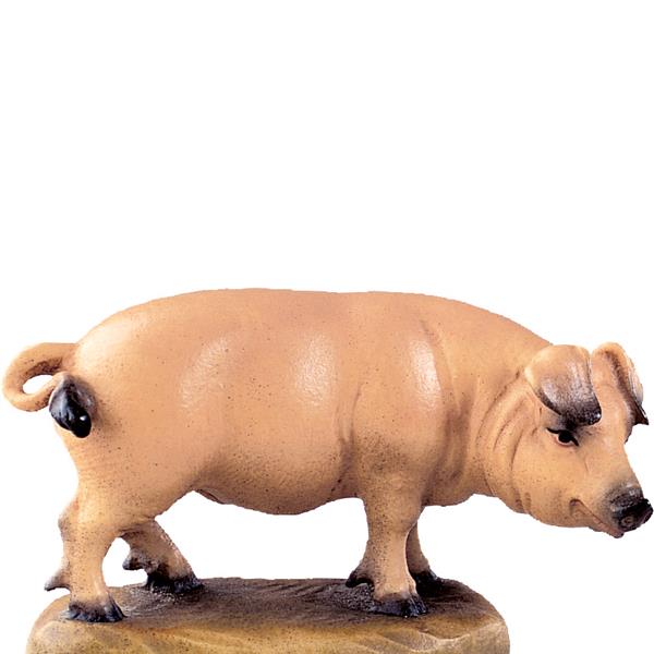 Schwein