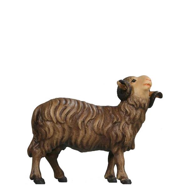 Widder schauend SCHWARZ Widder schauend SCHWARZ