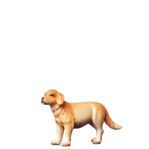 Golden Redriver