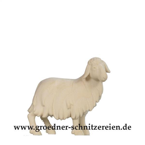 Schaf stehend Schaf stehend
