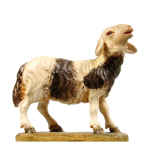 Schaf blöckend fleckig Schaf blöckend fleckig