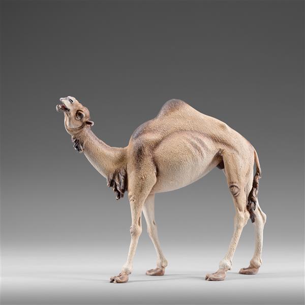 Dromedar Kopf hoch Dromedar Kopf hoch