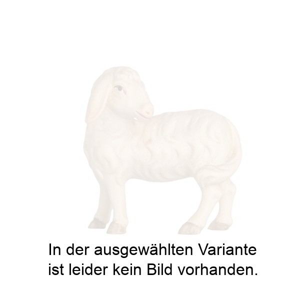 Schaf zurückschauend Schaf zurückschauend