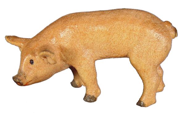 Ferkel fressend Ferkel fressend