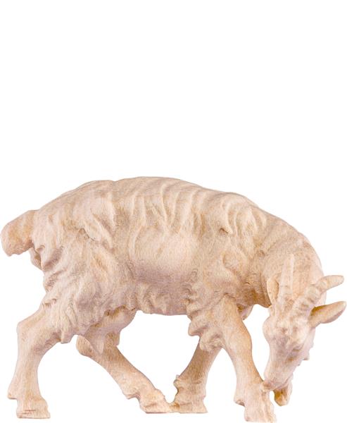 Ziege leckend Ziege leckend