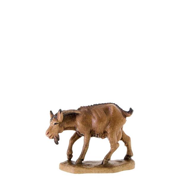 Ziege mit gesenktem Kopf Ziege mit gesenktem Kopf