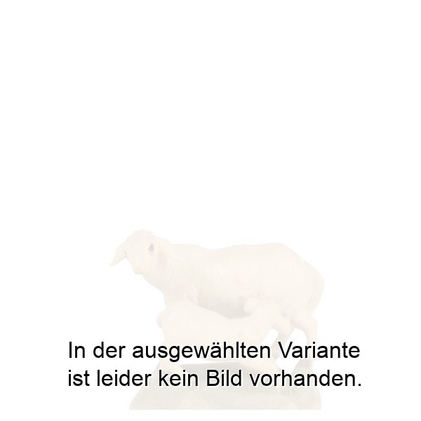 Schaf-Lamm trinkend Schaf-Lamm trinkend