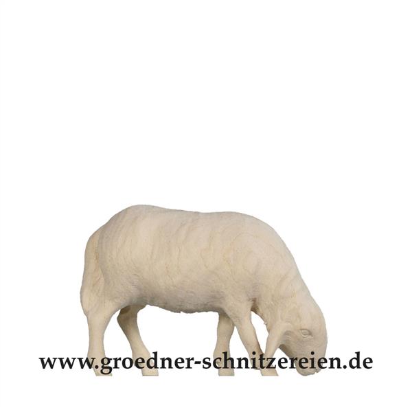 Schaf grasend Schaf grasend