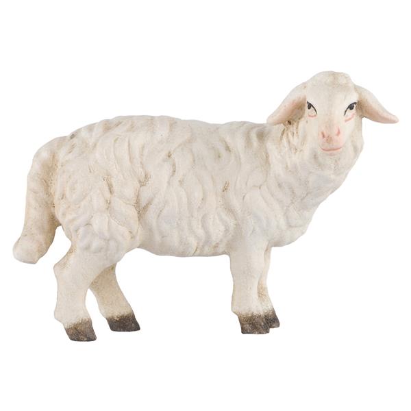 Schaf stehend rechtsschauend Schaf stehend rechtsschauend