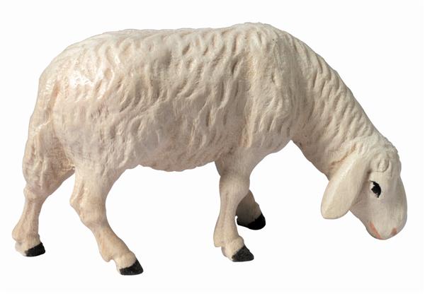 Schaf grasend Schaf grasend