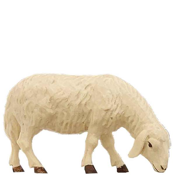 Schaf grasend Schaf grasend
