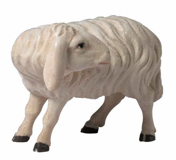 Schaf schauend