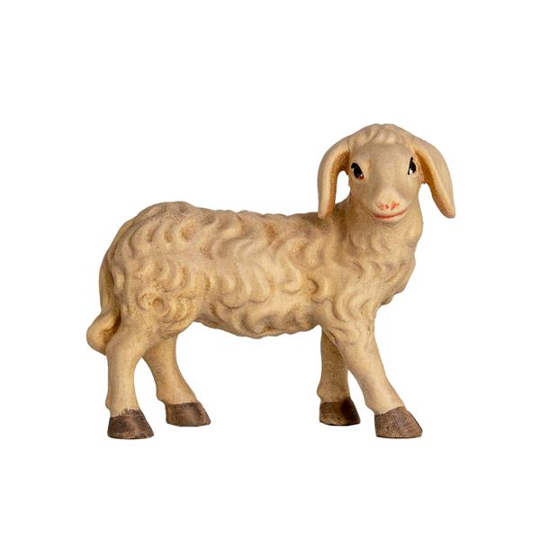 Schaf schauend Schaf schauend