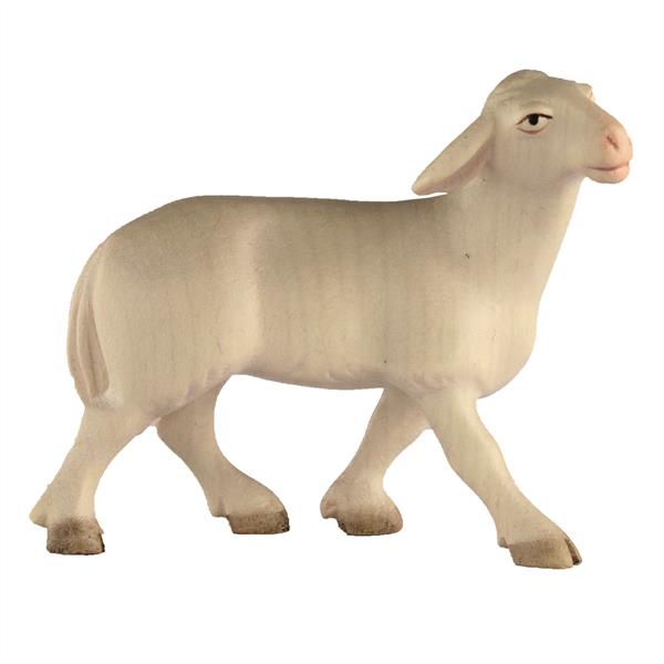Schaf laufend Schaf laufend