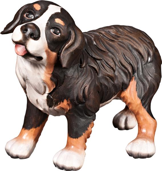 Berner Sennenhund Welpe Berner Sennenhund Welpe