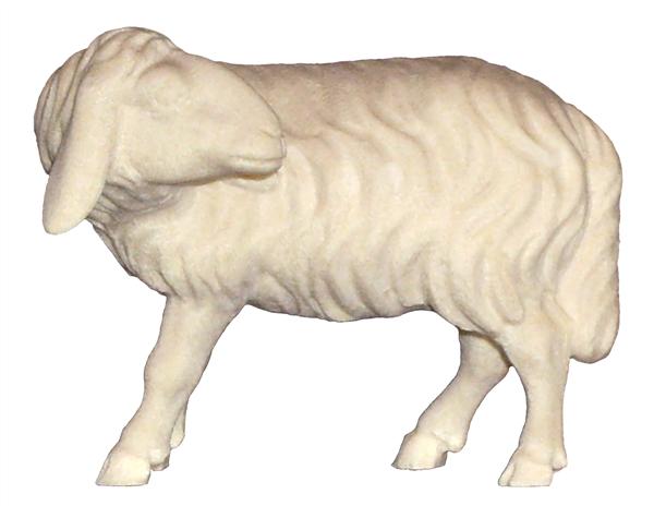 Schaf schauend