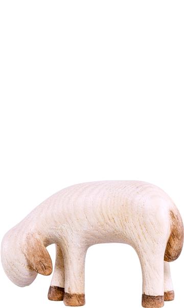 Schaf grasend Fides Schaf grasend Fides