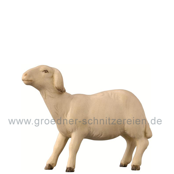 Schaf modern schauend Schaf modern schauend