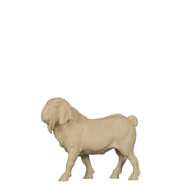 Burenziegenbock Burenziegenbock