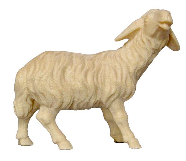 Schaf blöckend Schaf blöckend