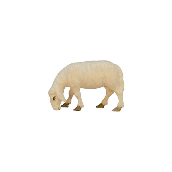 Schaf äsend