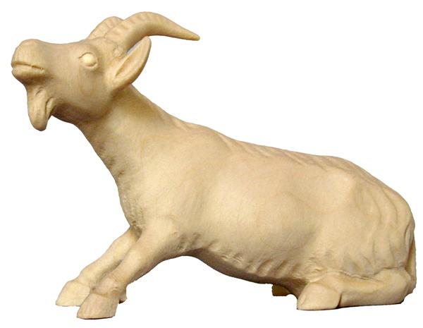 Starrköpfige Ziege Starrköpfige Ziege