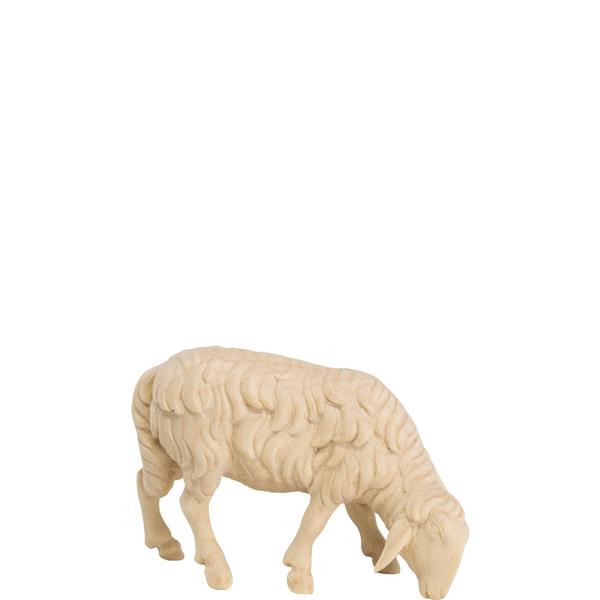 Schaf grasend rechts Schaf grasend rechts