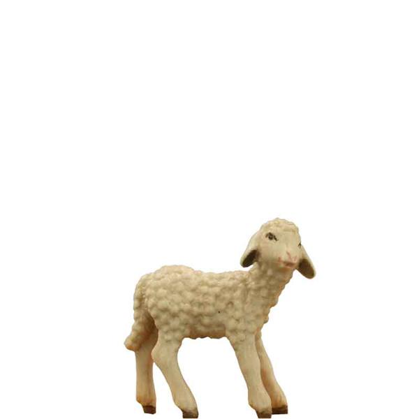Lamm stehend Lamm stehend