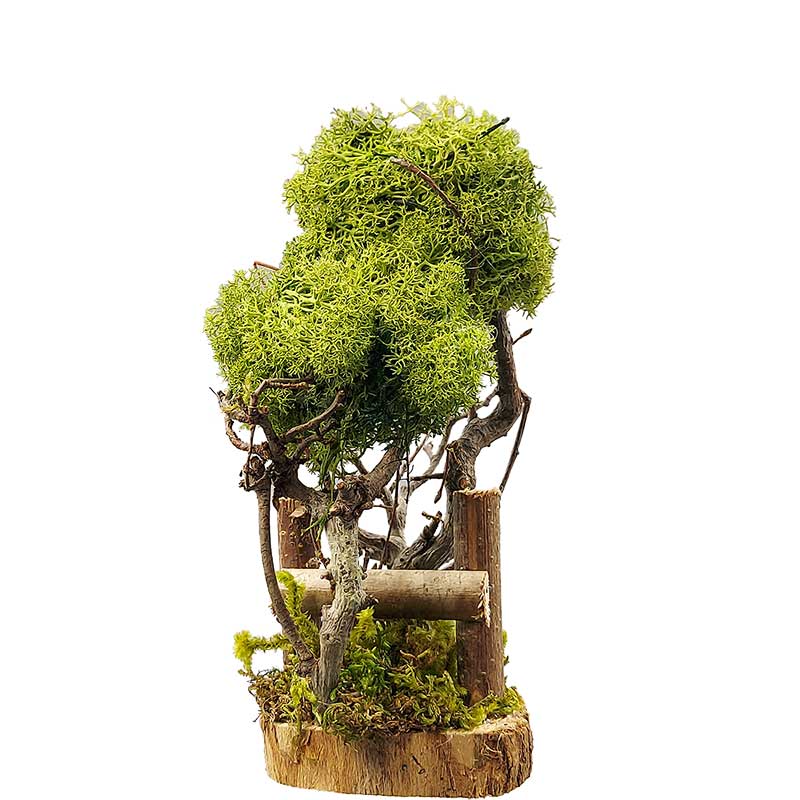 Flechtenbaum mit Zaun Flechtenbaum mit Zaun