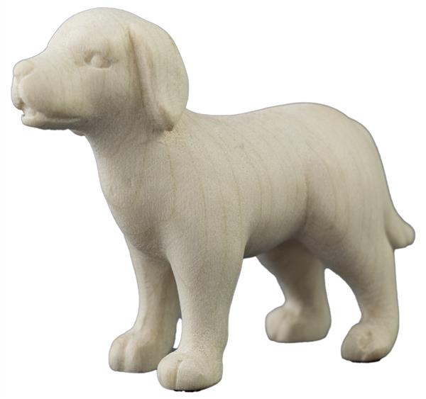 Hund Labrador