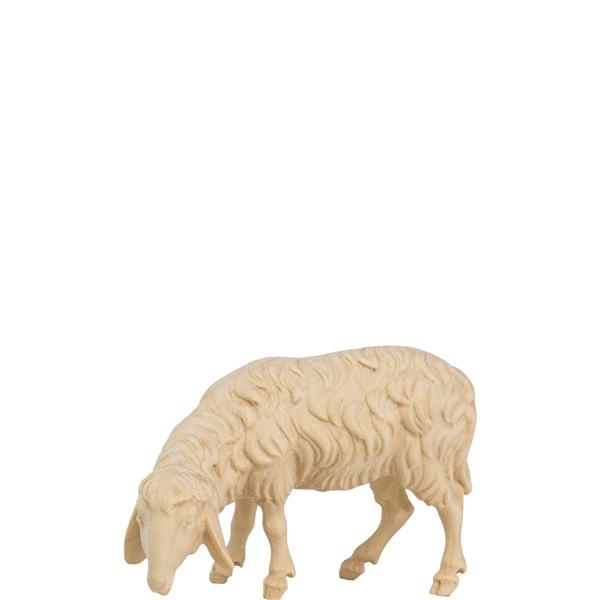Schaf grasend links schauend Schaf grasend links schauend