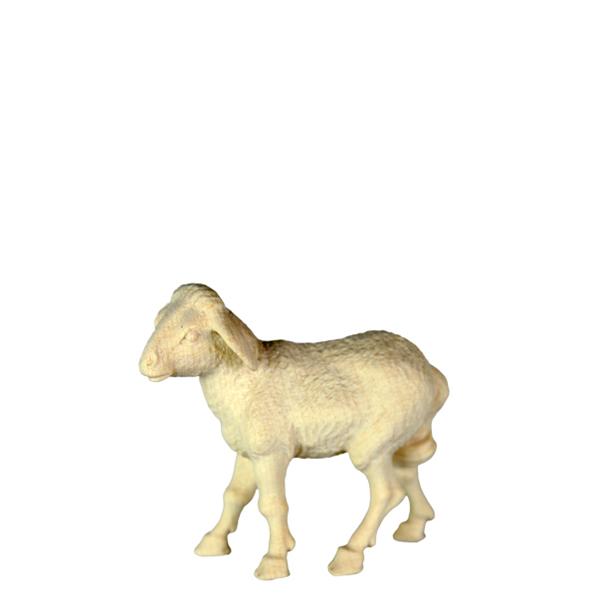 Schaf stehend links Schaf stehend links