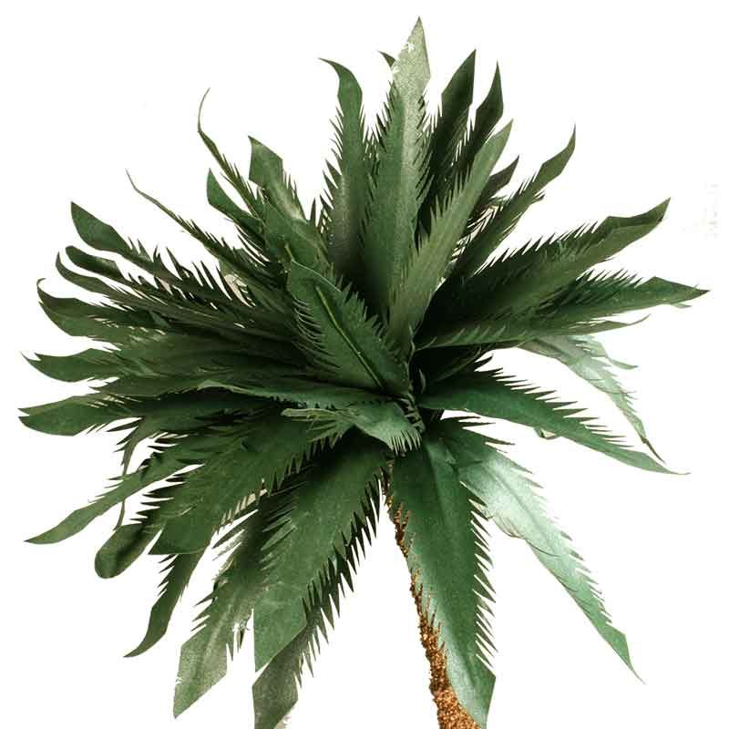 Palme Palme