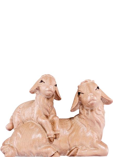 Schafgruppe liegend Artis Schafgruppe liegend Artis