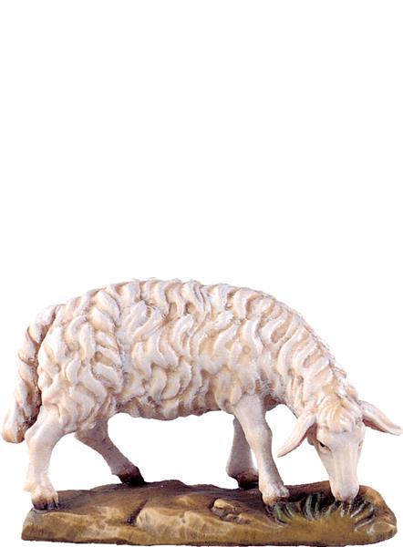 Schaf grasend