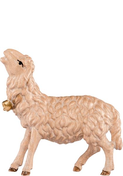 Schaf blökend Schaf blökend