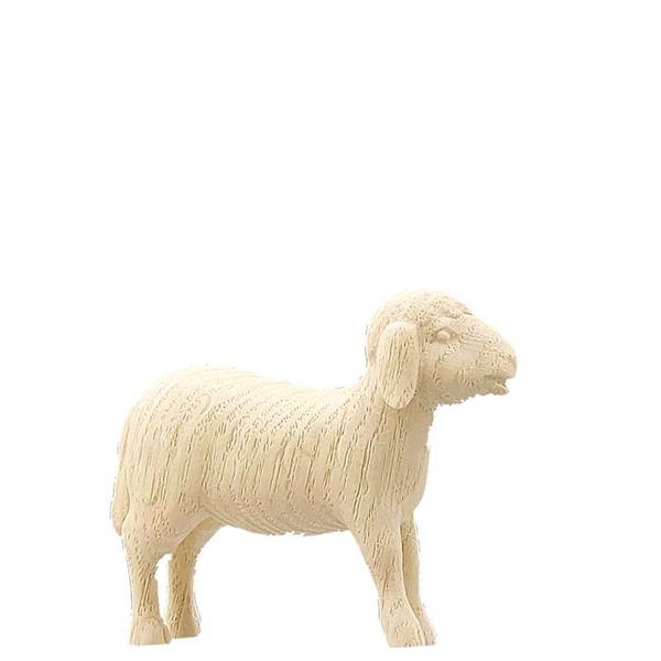 Schaf stehend Schaf stehend