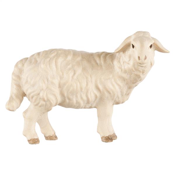 Schaf stehend rechtsschauend Schaf stehend rechtsschauend