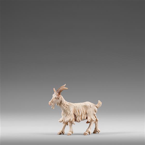 Ziege stehend Ziege stehend