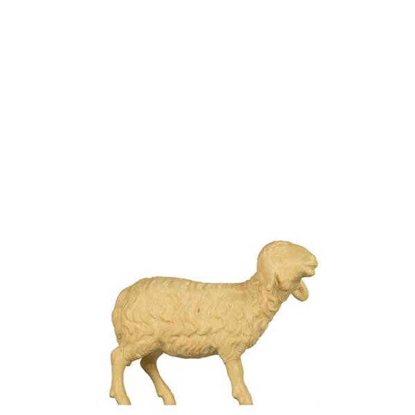 Schaf stehend Schaf stehend