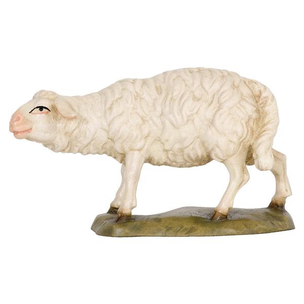 Schaf schauend Schaf schauend