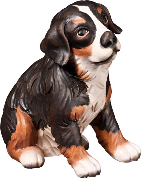 Berner Sennenhund Welpe sitzend Berner Sennenhund Welpe sitzend