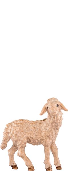 Lamm stehend
